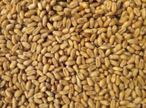 Wheat - Source of B2