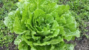 Green Leafy Vegetable - Source of Copper