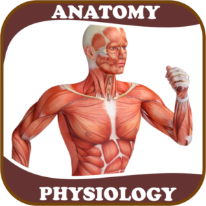 Fundamental of Anatomy & Physiology MCQ XI